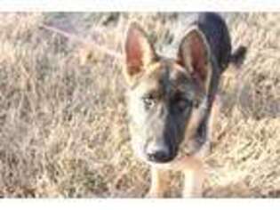 German Shepherd Dog Puppy for sale in Doniphan, MO, USA