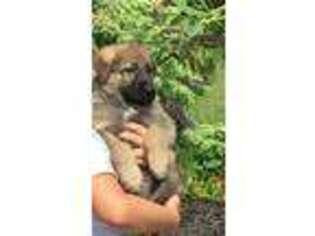 German Shepherd Dog Puppy for sale in GREENWICH, CT, USA