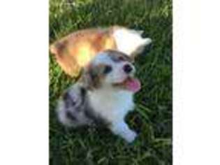 Pembroke Welsh Corgi Puppy for sale in Poth, TX, USA
