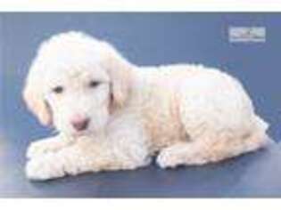 Labradoodle Puppy for sale in Canton, OH, USA