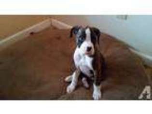 Boxer Puppy for sale in SALEM, OR, USA