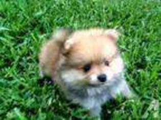 Pomeranian Puppy for sale in Ponte Vedra, FL, USA