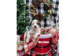 Miniature Australian Shepherd Puppy for sale in Staten Island, NY, USA