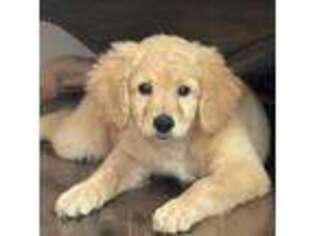 Goldendoodle Puppy for sale in Ansonia, CT, USA