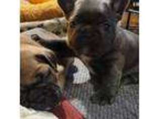 French Bulldog Puppy for sale in Windham, CT, USA