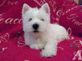 West Highland White Terrier Puppy for sale in PILOT MOUNTAIN, NC, USA