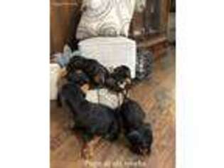 Doberman Pinscher Puppy for sale in Hampton, SC, USA