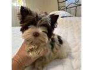 Yorkshire Terrier Puppy for sale in Pensacola, FL, USA