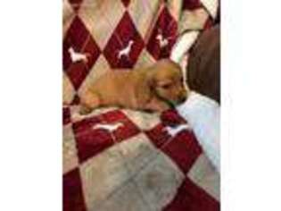 Dachshund Puppy for sale in Clever, MO, USA