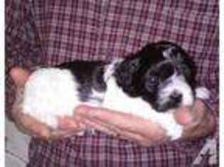 Havanese Puppy for sale in LOUISVILLE, KY, USA