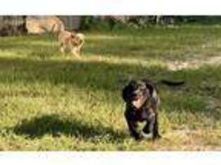 Labrador Retriever Puppy for sale in Reddick, FL, USA