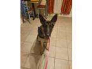 German Shepherd Dog Puppy for sale in Spring, TX, USA