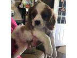 Cavalier King Charles Spaniel Puppy for sale in Rutland, IL, USA