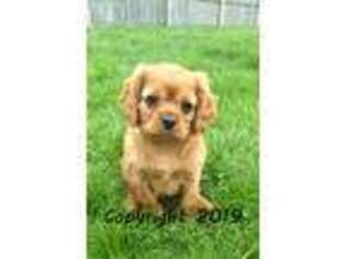 Cavalier King Charles Spaniel Puppy for sale in Myerstown, PA, USA