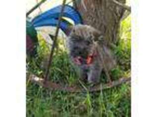 Norwich Terrier Puppy for sale in Rockwell City, IA, USA