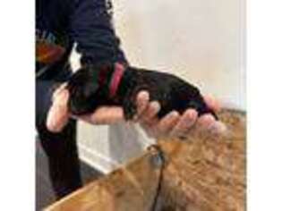 Goldendoodle Puppy for sale in Sicklerville, NJ, USA