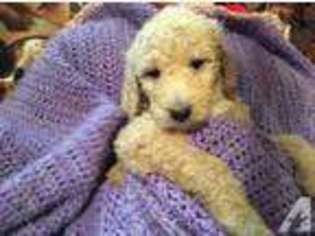 Goldendoodle Puppy for sale in BRONSON, MI, USA