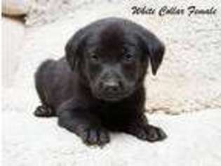 Labrador Retriever Puppy for sale in Big Lake, MN, USA