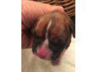Boxer Puppy for sale in Adrian, MI, USA