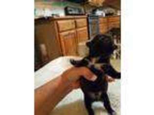 Boston Terrier Puppy for sale in Kingston, OK, USA