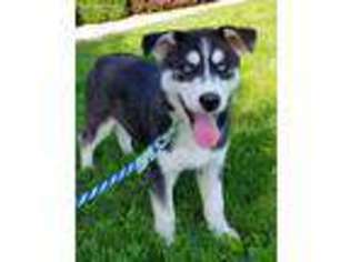Siberian Husky Puppy for sale in Lovington, IL, USA