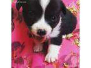 Pembroke Welsh Corgi Puppy for sale in Ramona, CA, USA