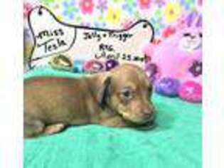Dachshund Puppy for sale in Arapahoe, CO, USA
