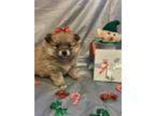 Pomeranian Puppy for sale in Lancaster, MO, USA