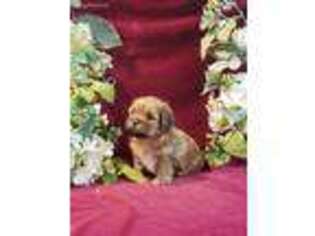 Shorkie Tzu Puppy for sale in Galt, MO, USA