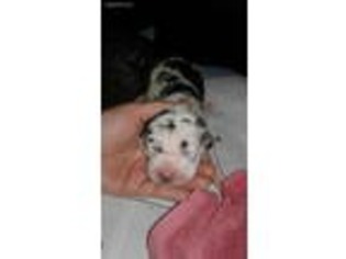 Great Dane Puppy for sale in Mansfield, OH, USA