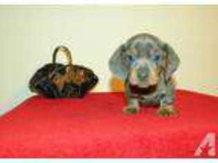 Dachshund Puppy for sale in DUNN, NC, USA