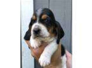 Basset Hound Puppy for sale in Jay, FL, USA