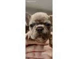 French Bulldog Puppy for sale in Brookfield, CT, USA
