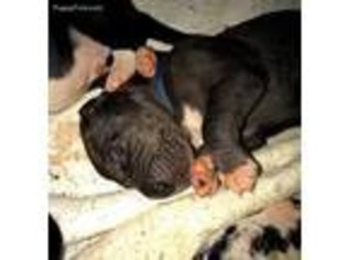 Great Dane Puppy for sale in Humansville, MO, USA