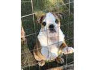 Bulldog Puppy for sale in Tioga, TX, USA