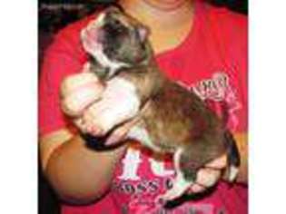 Akita Puppy for sale in De Kalb, TX, USA