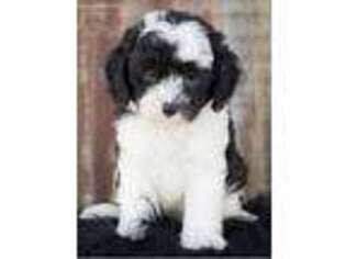 Mutt Puppy for sale in Vincennes, IN, USA
