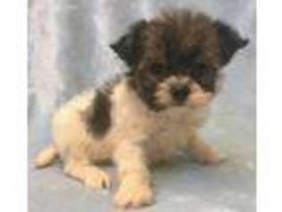 Mi-Ki Puppy for sale in Sharon, KS, USA