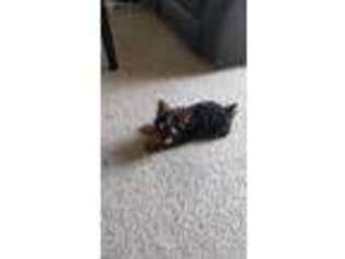 Yorkshire Terrier Puppy for sale in Glen Burnie, MD, USA