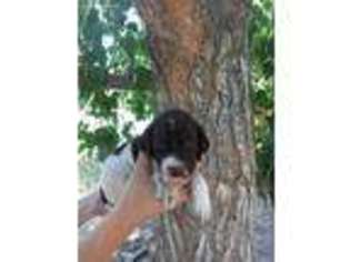 German Shorthaired Pointer Puppy for sale in Montrose, CO, USA