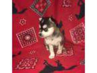 Alaskan Klee Kai Puppy for sale in Sharon, SC, USA