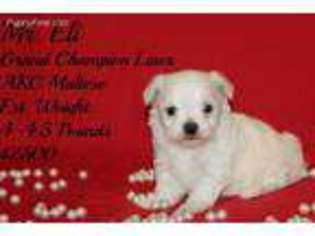 Maltese Puppy for sale in Tifton, GA, USA
