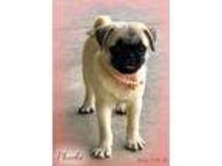 Pug Puppy for sale in Moselle, MS, USA