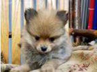 Pomeranian Puppy for sale in New Albany, MS, USA