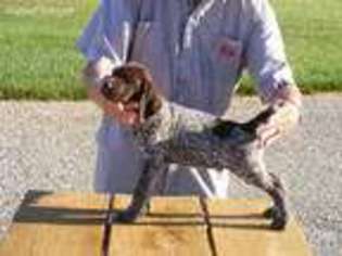 German Shorthaired Pointer Puppy for sale in Mcpherson, KS, USA