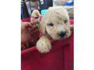Labradoodle Puppy for sale in Tampa, FL, USA
