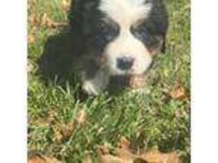 Bernese Mountain Dog Puppy for sale in Easton, MD, USA