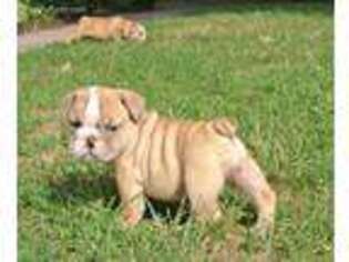 Miniature Bulldog Puppy for sale in Lyons, NY, USA