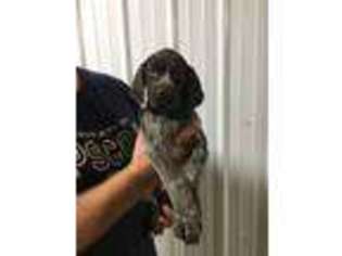 German Shorthaired Pointer Puppy for sale in Berlin, PA, USA