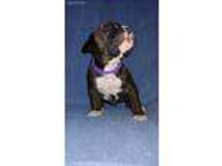 Boxer Puppy for sale in Maryville, MO, USA